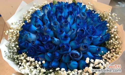 探寻蓝色玫瑰花的神秘花语 蓝色玫瑰花的花语