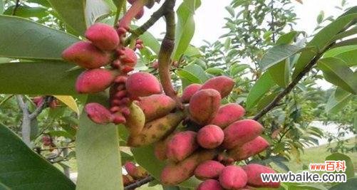 传递快乐的芬芳，深山含笑的美丽秘密 探秘深山含笑的花语