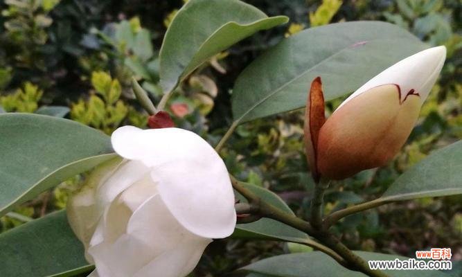 传递快乐的芬芳，深山含笑的美丽秘密 探秘深山含笑的花语