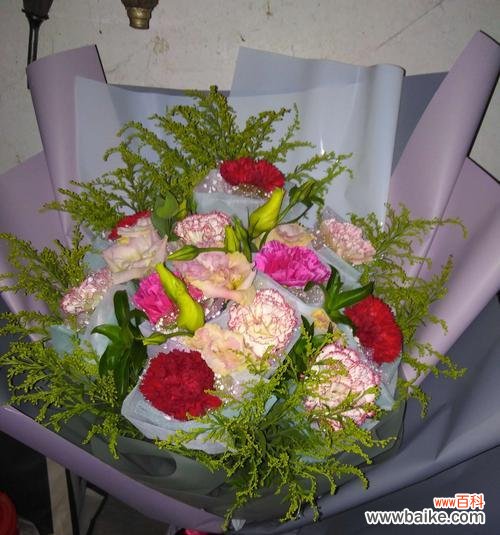 深入探究康乃馨花的文化内涵与象征意义 康乃馨的花语与代表意义