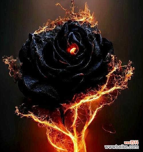 深入了解黑色玫瑰的含义和象征，让你感受不一样的浪漫气息 探寻黑色玫瑰花的花语