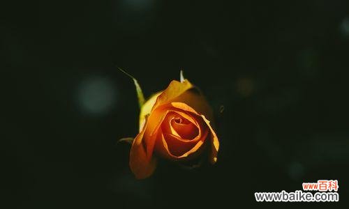 深入了解黑色玫瑰的含义和象征，让你感受不一样的浪漫气息 探寻黑色玫瑰花的花语