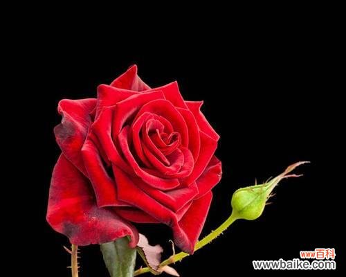 深入了解黑色玫瑰的含义和象征，让你感受不一样的浪漫气息 探寻黑色玫瑰花的花语