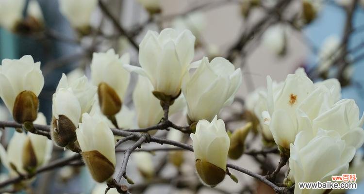 探究玉兰的美丽寓意 玉兰花语的象征意义