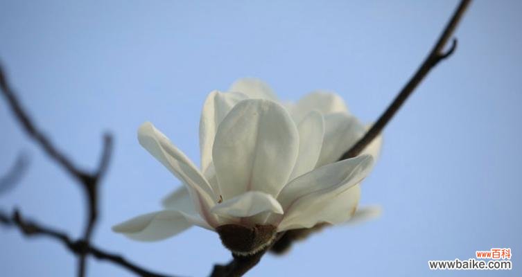 探究玉兰的美丽寓意 玉兰花语的象征意义