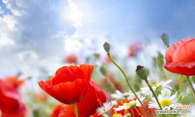 揭开不同品种罂粟花的奥秘 罂粟花的花语