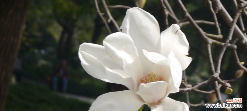探究白玉兰的寓意和象征意义，让你更懂得这朵优雅的花 白玉兰花语大揭秘