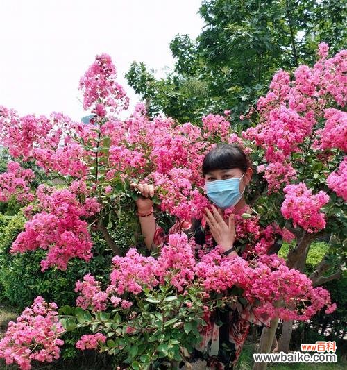 揭秘紫薇花的含义，让你更懂这朵美丽的花 紫薇花的花语与象征意义