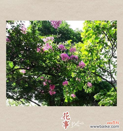 揭秘紫薇花的含义，让你更懂这朵美丽的花 紫薇花的花语与象征意义