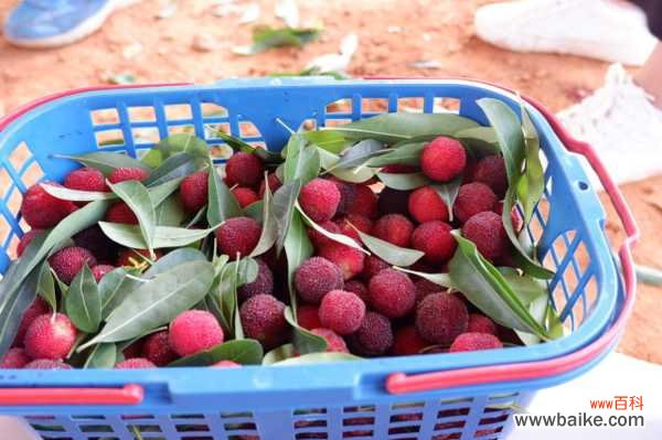 杨梅的吃法,能多吃吗