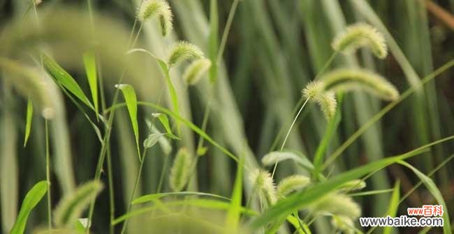 揭秘狗尾巴草的神秘之意 狗尾巴草的花语和寓意