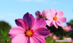 追寻生命的坚韧与纯洁 以格桑花的寓意与象征