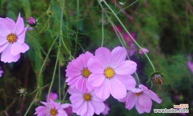 揭示格桑花的寓意与作用 以格桑花风水为主题的文章