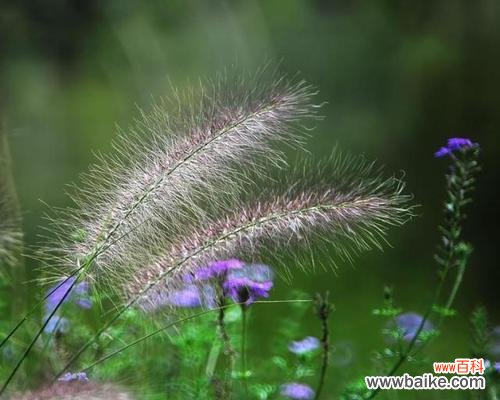 探寻狗尾草所传递的情感和象征 狗尾草的花语与意义