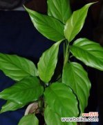 解读广东万年青开花的吉祥寓意 广东万年青开花的风水寓意