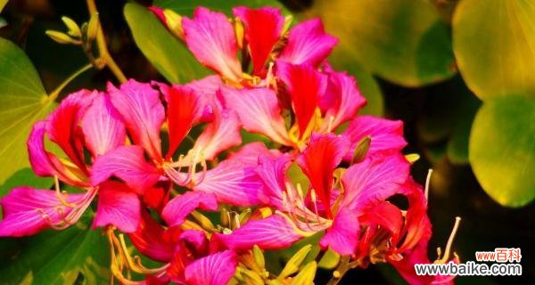 牡丹花的花语和文化涵义 广元市的市花——牡丹花,传承中华文化之美