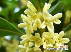 桂花的象征和传统风水观念 桂花寓意与风水