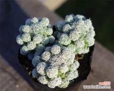 多肉紫牡丹花语是什么？如何养护多肉紫牡丹？