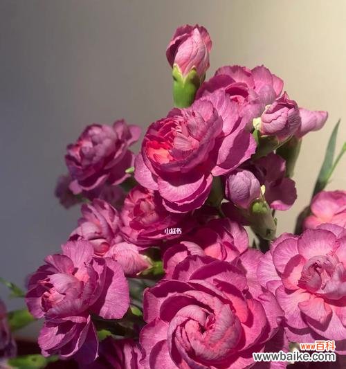 多头康乃馨代表什么？如何挑选和养护多头康乃馨？