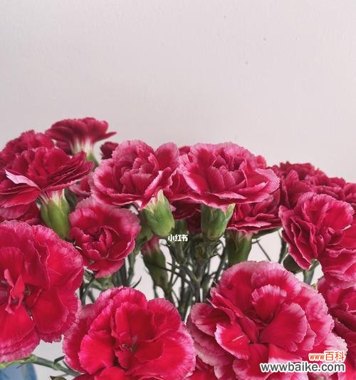 多头康乃馨代表什么？如何挑选和养护多头康乃馨？