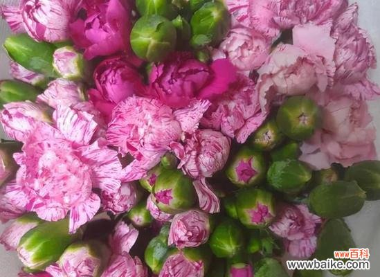 多头康乃馨代表什么？如何挑选和养护多头康乃馨？