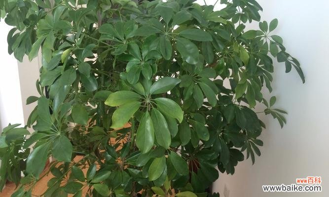 发财树叶子发黄寓意是什么？如何解决？