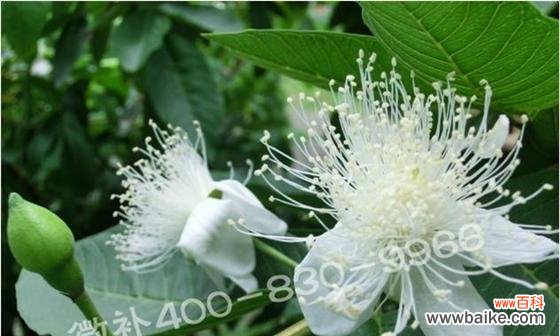 番石榴花的花语有哪些含义？