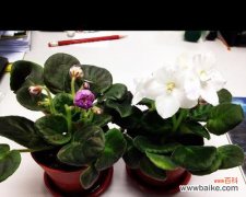 非洲紫罗兰花语有哪些含义？