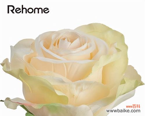 芬德拉玫瑰花语有哪些含义？