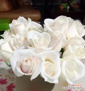 芬德拉玫瑰花语有哪些含义？