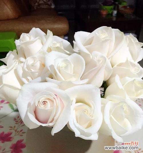 芬德拉玫瑰花语有哪些含义？