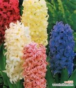 粉风信子的花语是什么？如何正确解读粉风信子的含义？