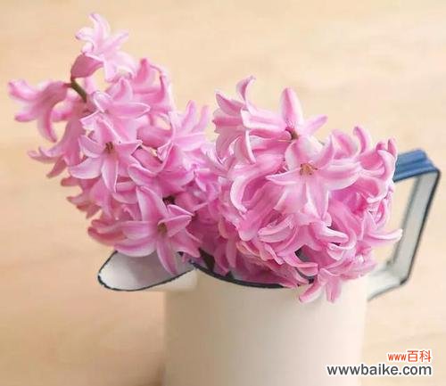 粉风信子的花语是什么？如何正确解读粉风信子的含义？