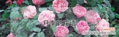 粉红月季花的花语是什么？粉红月季花代表了哪些情感？