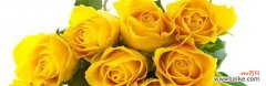 粉黄玫瑰花束代表什么花语？如何挑选寓意深刻的粉黄玫瑰？