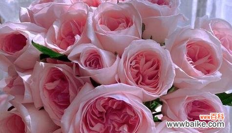 粉佳玫瑰代表什么意思？粉佳玫瑰的花语有哪些含义？