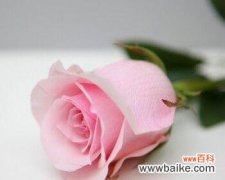 粉佳人玫瑰代表什么含义？购买时需要注意什么？