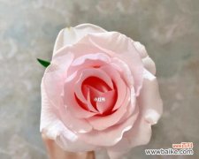 粉佳人玫瑰花语是什么？如何表达爱意？