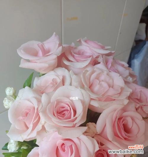 粉佳人玫瑰花语是什么？如何表达爱意？