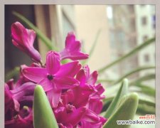 粉色风信子花语是什么？粉色风信子代表什么含义？