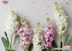 探寻白色紫罗兰的花语和寓意，品味这盛开在人间的美丽 白色紫罗兰花语，寓意深远的纯洁之