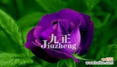 紫色代表什么？紫玫瑰在不同场合的寓意 解读紫玫瑰花语