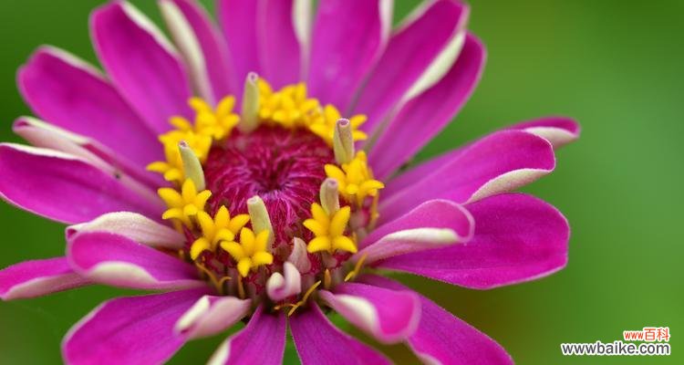 解读“忠诚爱情”的寓意 百日菊花语