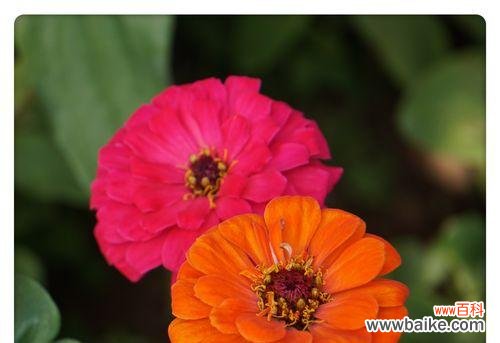 解读“忠诚爱情”的寓意 百日菊花语