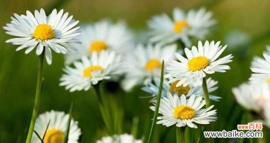 优雅高贵传递纯真与爱情 解读白色雏菊的花语