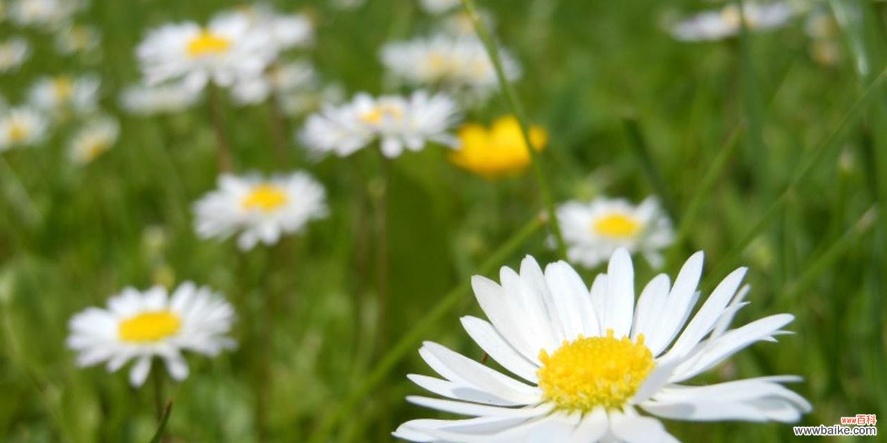 优雅高贵传递纯真与爱情 解读白色雏菊的花语