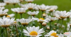 优雅高贵传递纯真与爱情 解读白色雏菊的花语