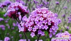 马鞭草花语、自由、独立 马鞭草花语之美——诠释自由与独立