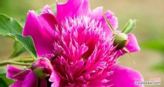 传递芳香与爱意的美丽之花 芍药的花语