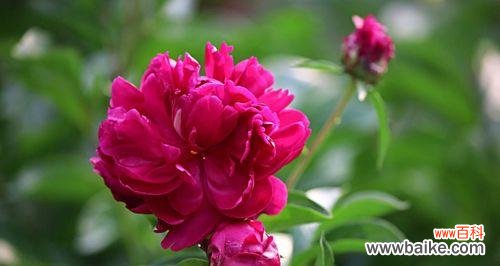 传递芳香与爱意的美丽之花 芍药的花语